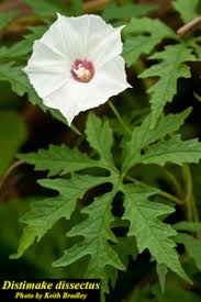 Attēlu rezultāti vaicājumam “Diderma simplex macro”