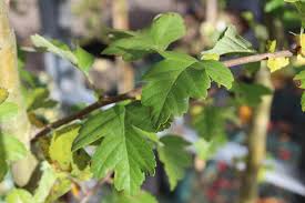 Attēlu rezultāti vaicājumam “Crataegus laevigata leaf”
