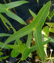 Attēlu rezultāti vaicājumam “Sagittaria sagittifolia leaf”