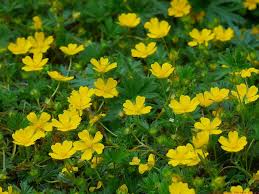 Attēlu rezultāti vaicājumam “Potentilla reptans”