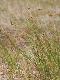 Attēlu rezultāti vaicājumam “Carex praecox”