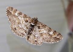 Attēlu rezultāti vaicājumam “Cleora cinctaria”