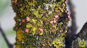 Attēlu rezultāti vaicājumam “Illosporiopsis christiansenii”