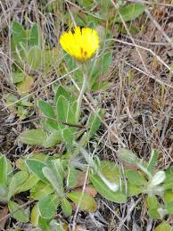 Image result for Hieracium pilosella