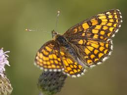 Attēlu rezultāti vaicājumam “Mellicta athalia underside”