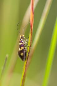 Attēlu rezultāti vaicājumam “Micropterix aureatella”