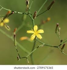 Attēlu rezultāti vaicājumam “Mycelis muralis bud”