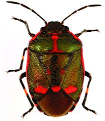 Attēlu rezultāti vaicājumam “Eurydema oleracea”