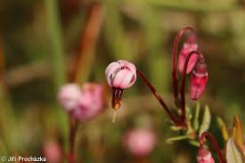 Attēlu rezultāti vaicājumam “Oxycoccus flower”