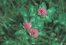 Attēlu rezultāti vaicājumam “Trifolium pratense flower”