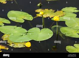 Attēlu rezultāti vaicājumam “Nuphar lutea”