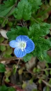 Attēlu rezultāti vaicājumam “Veronica agrestis”