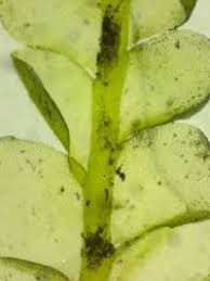 Attēlu rezultāti vaicājumam “Chiloscyphus pallescens”