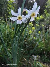 Attēlu rezultāti vaicājumam “Narcissus poeticus”