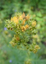 Attēlu rezultāti vaicājumam “Polemonium caeruleum bud”