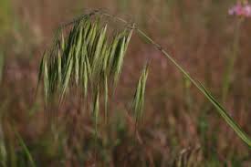 Attēlu rezultāti vaicājumam “Anisantha tectorum”