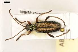 Attēlu rezultāti vaicājumam “Donacia clavipes”