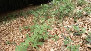 Attēlu rezultāti vaicājumam “Cardamine bulbifera leaf”