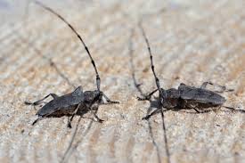 Attēlu rezultāti vaicājumam “Acanthocinus aedilis”