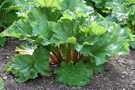 Attēlu rezultāti vaicājumam “Rheum rhabarbarum fruit”