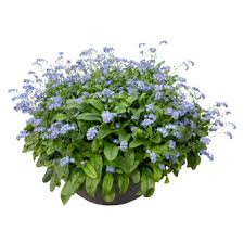 Attēlu rezultāti vaicājumam “Myosotis sylvatica”