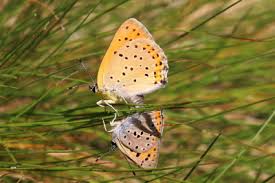 Attēlu rezultāti vaicājumam “Lycaena alciphron”