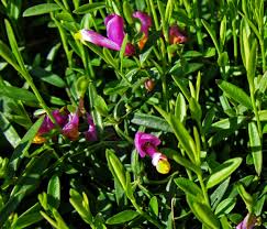 Attēlu rezultāti vaicājumam “Polygalaceae”