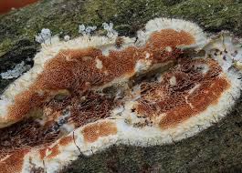 Attēlu rezultāti vaicājumam “Ceriporiopsis resinascens”