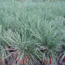 Attēlu rezultāti vaicājumam “Koeleria glauca flower”