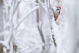 Attēlu rezultāti vaicājumam “Dendrocopos leucotos male”