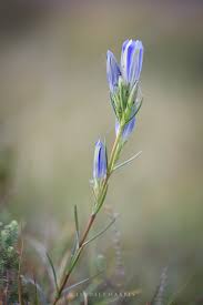 Attēlu rezultāti vaicājumam “Gentiana pneumonanthe flower”