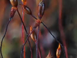 Attēlu rezultāti vaicājumam “| Dicranella”