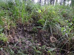 Attēlu rezultāti vaicājumam “Riccia canaliculata”