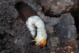 Attēlu rezultāti vaicājumam “Dorcus parallelopipedus”