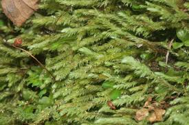 Attēlu rezultāti vaicājumam “Pohlia wahlenbergii”