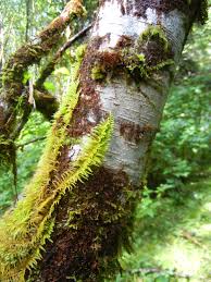 Attēlu rezultāti vaicājumam “Frullania fragilifolia”