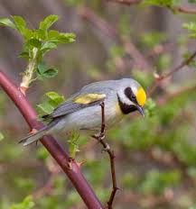 Image result for Vermivora chrysoptera