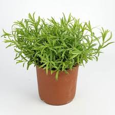 Image result for Artemisia gmelinii