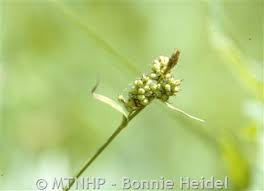 Attēlu rezultāti vaicājumam “Carex viridula fruit”
