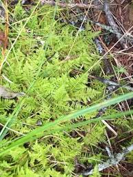 Attēlu rezultāti vaicājumam “Ptilium crista-castrensis sporophyte”