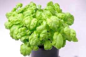 Attēlu rezultāti vaicājumam “Ocimum basilicum leaf”