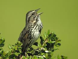 Image result for Melospiza melodia