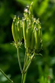 Attēlu rezultāti vaicājumam “Anthriscus sylvestris fruit”
