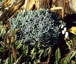 Attēlu rezultāti vaicājumam “Andromeda polifolia leaf”