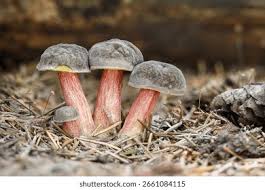 Attēlu rezultāti vaicājumam “Xerocomus chrysenteron”