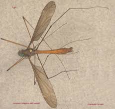 Attēlu rezultāti vaicājumam “Tipulidae male”