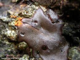 Attēlu rezultāti vaicājumam “Dictydiaethalium plumbeum”