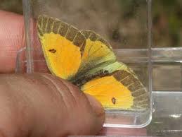 Attēlu rezultāti vaicājumam “Colias palaeno upperside”