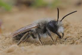 Attēlu rezultāti vaicājumam “Andrena vaga”