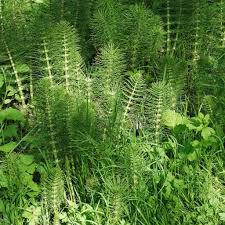 Attēlu rezultāti vaicājumam “Equisetum telmateia”